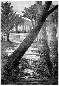 碳纤维时代的巨型树西吉莱尔白龙古代雕刻的插图人类面前的地球186年图片