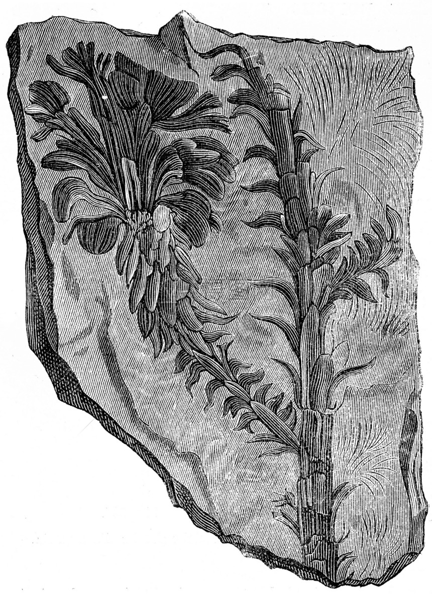 Voltziaexterophylla三assic时期的植物刻有古老的插图地球在人类面前186年图片