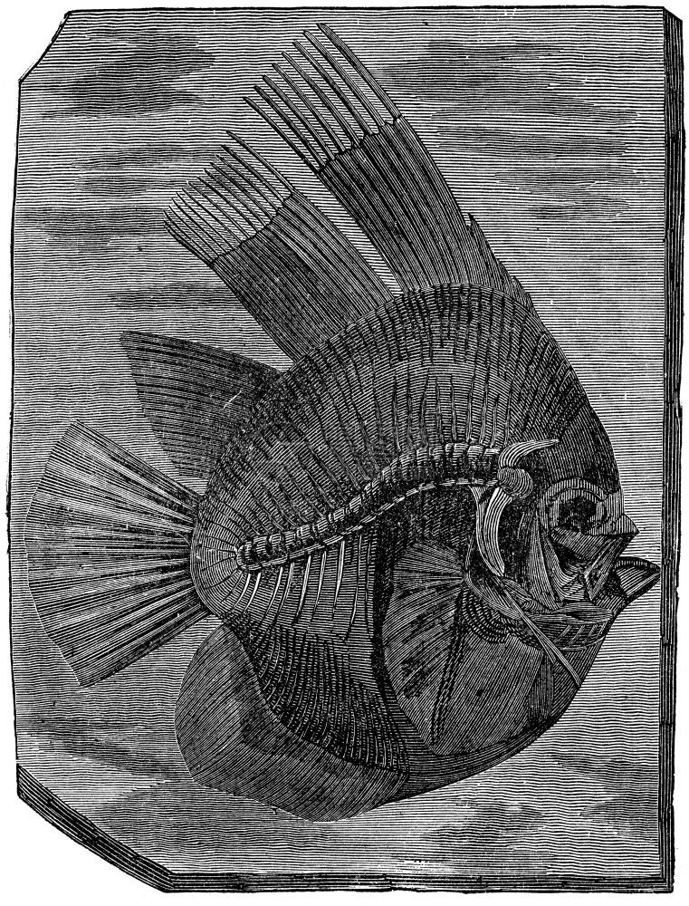 蝙蝠鱼altisimusEenene时期的鱼类古代刻字插图人类面前的地球186年图片