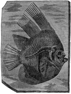 蝙蝠鱼altisimusEenene时期的鱼类古代刻字插图人类面前的地球186年背景图片