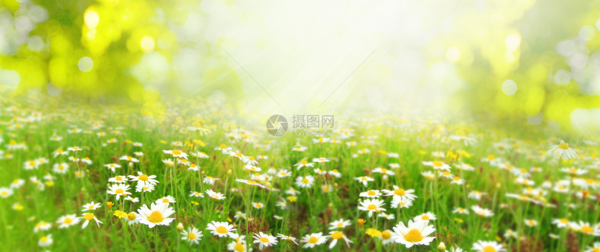 美丽的自然场景太阳耀斑中盛开的甘菊图片