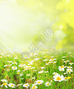 美丽的自然场景太阳耀斑中盛开的甘菊图片