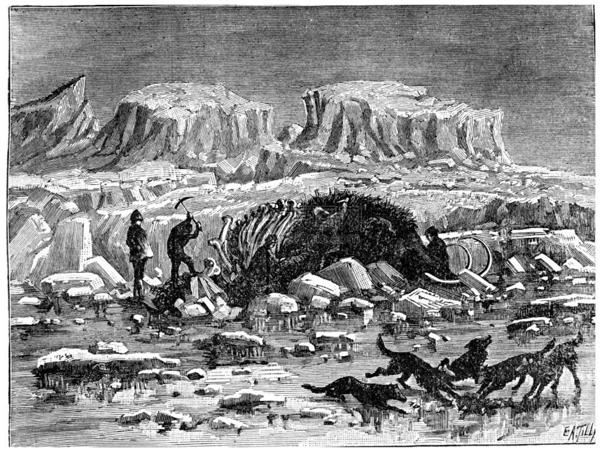 在西伯利亚的冰层中发现了哺乳动物它有肉和皮肤古老的雕刻图解人类面前的地球是186年图片