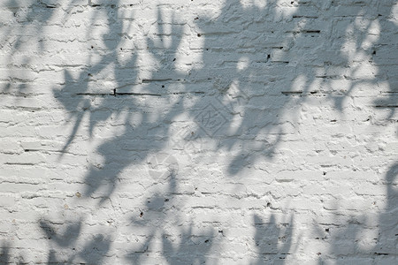 白色阴影背景白色的古墙树影背景
