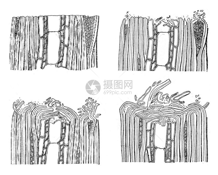 铺木布的穿戴古老雕刻插图图片