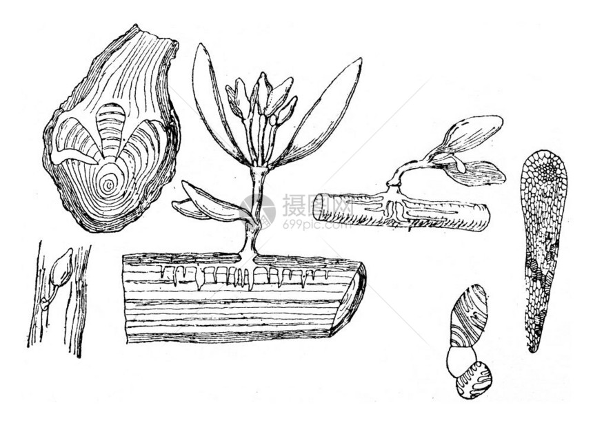 在树枝上固定了一年的寄生虫刻有古老的插图图片