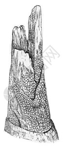 Stereumfruustulumum古代刻画插图图片