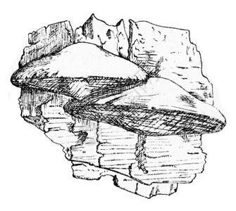 多波鲁斯betulinus雕刻的老式插图图片