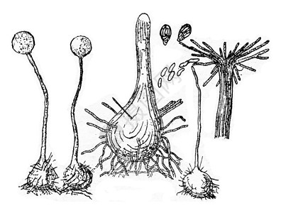 菌的水果装置古代雕刻的插图图片