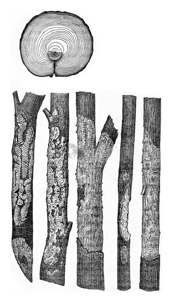 松树干十字口带动物受伤Vales留下的痕迹雕刻老式插图图片