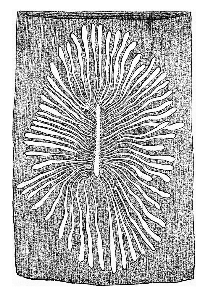 Scolytus多重三维图斯鸡蛋画廊和幼龙位于的树苗中刻有古老的雕图解图片