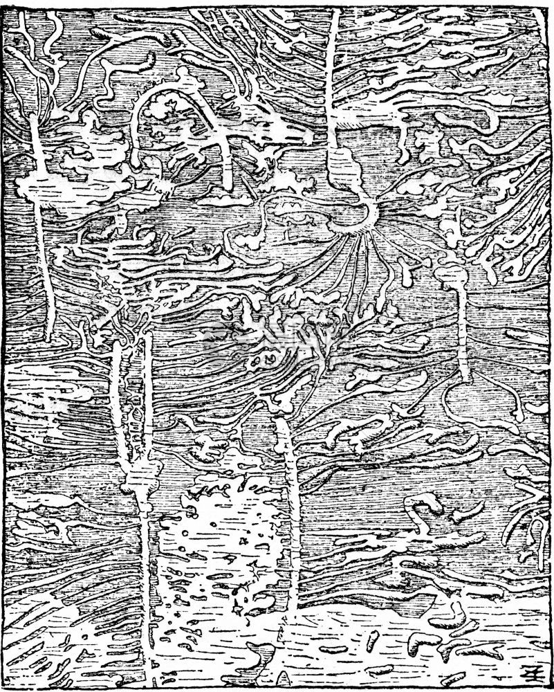 Hylesinuspiniperda斯普尔的踪迹树皮已被移除古老的雕刻插图图片