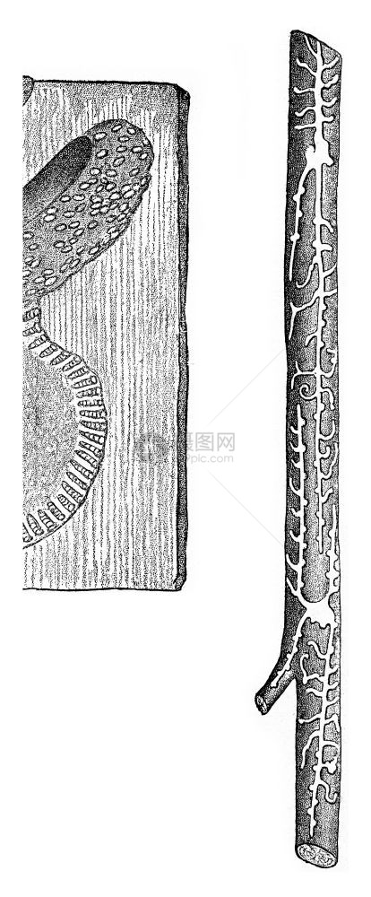 Pin上的Hylesinus迷你石集雕刻的古典插图图片