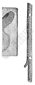 Pin上的Hylesinus迷你石集雕刻的古典插图图片