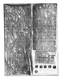 图米克斯阿提努古代雕刻的插图图片