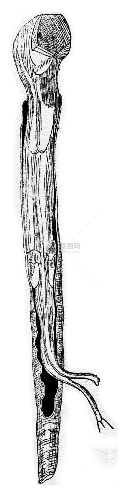 船蠕虫Teredocounteris古老的刻画插图图片