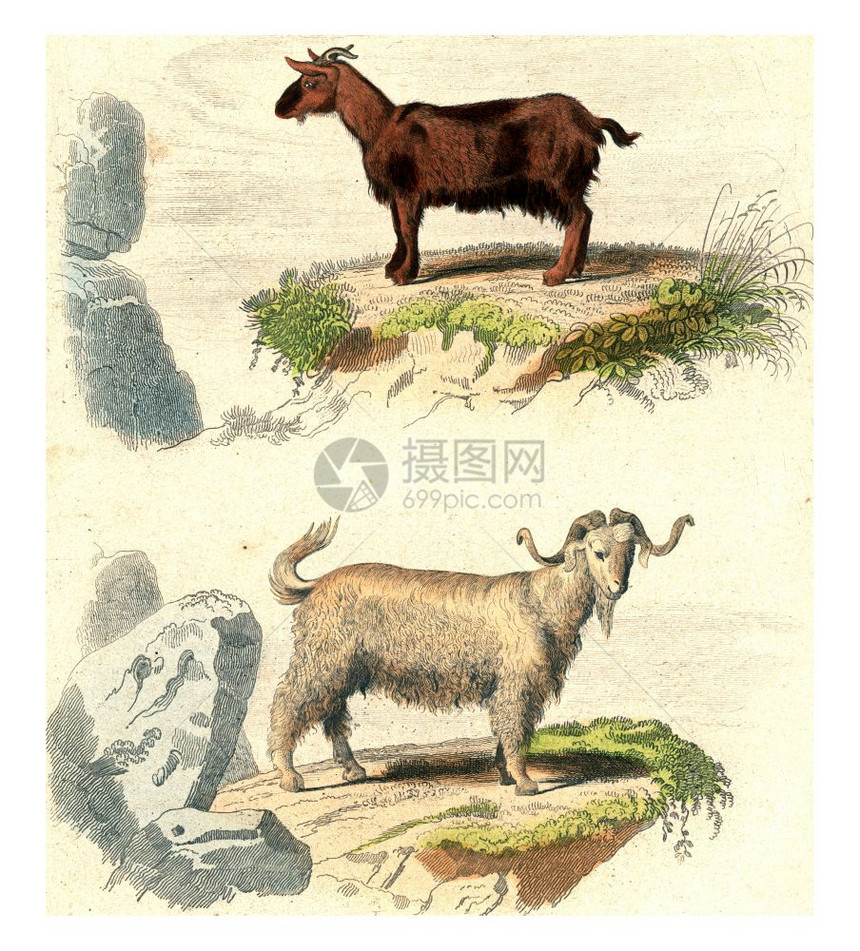 犹大山羊雕刻着古老的插图图片