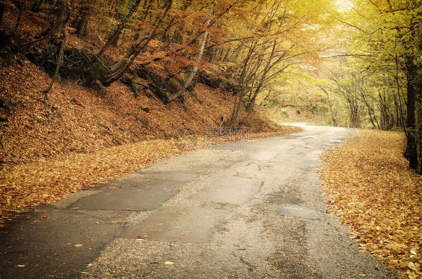 秋天林的公路自然景观的构成图片