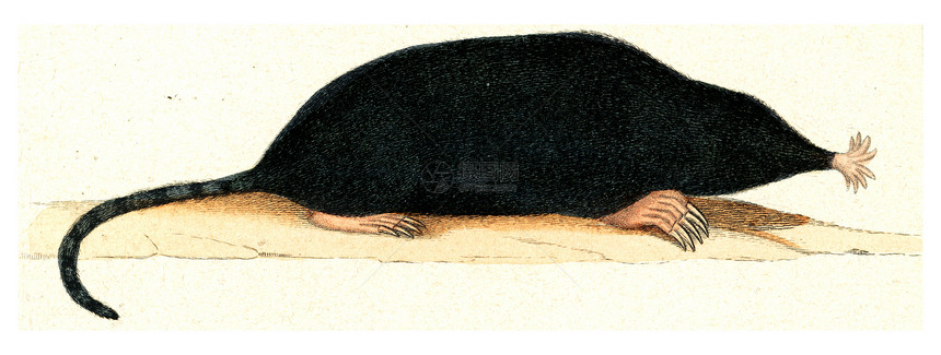 加拿大的Mole从Buffon完成的作品中刻有古老的插图图片