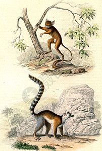 环尾狐猴Tarsier古典雕刻的插图来自Buffon完成的作品图片