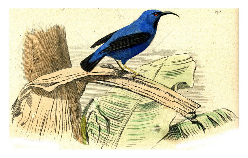 蓝色的爬行者古老雕刻插图来自Buffon完成的作品图片