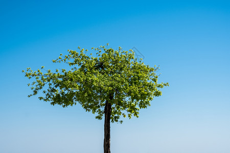 蓝色天空背景的孤绿树图片