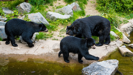 熊家庭野黑图片