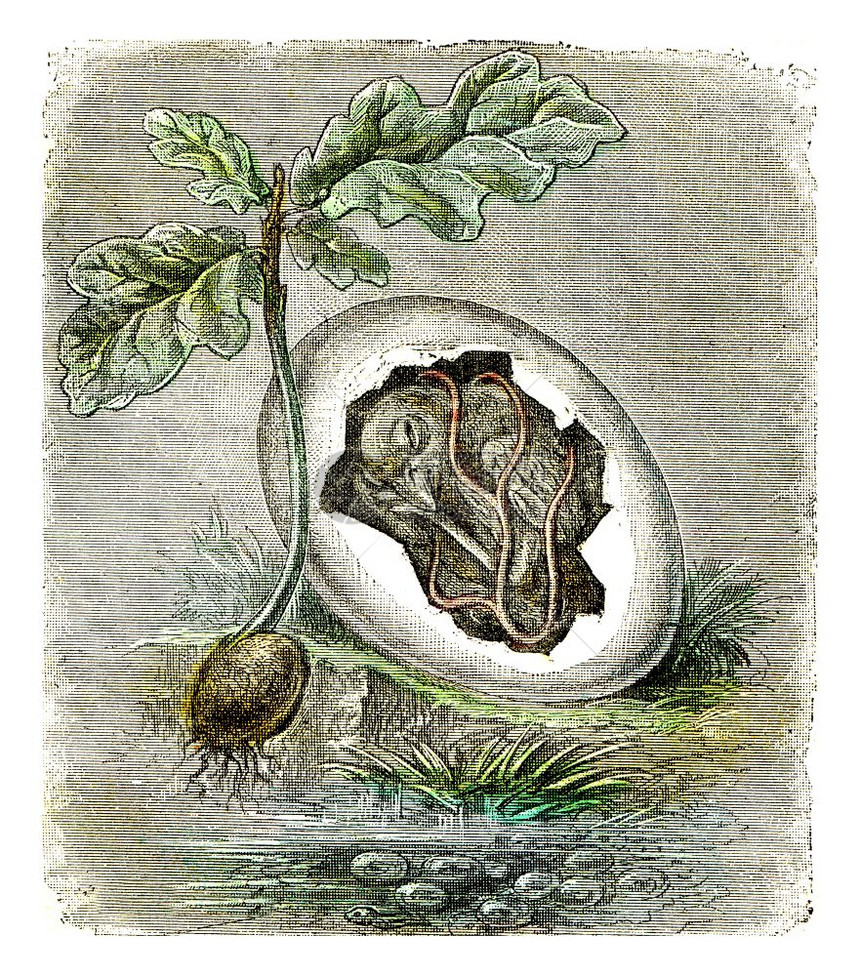 有组织生物的第一状态卵和种子古老的雕刻图案图片