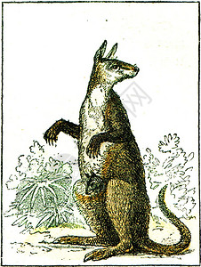 KangarooGiant古代刻画插图来自然创造与生活图片