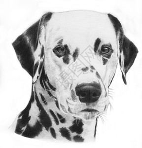 Dalmatian手画灰色的狗头非常现实背景图片