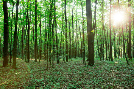 绿色林树天然木阳光背景背景图片