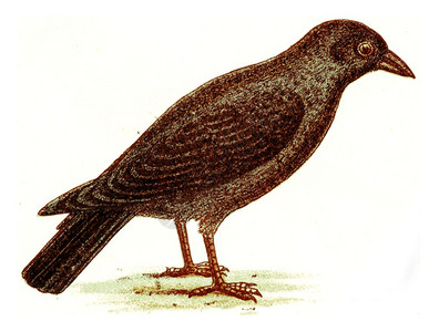 卡里翁乌鸦古代雕刻的插图来自欧洲德乌奇鸟类集图片