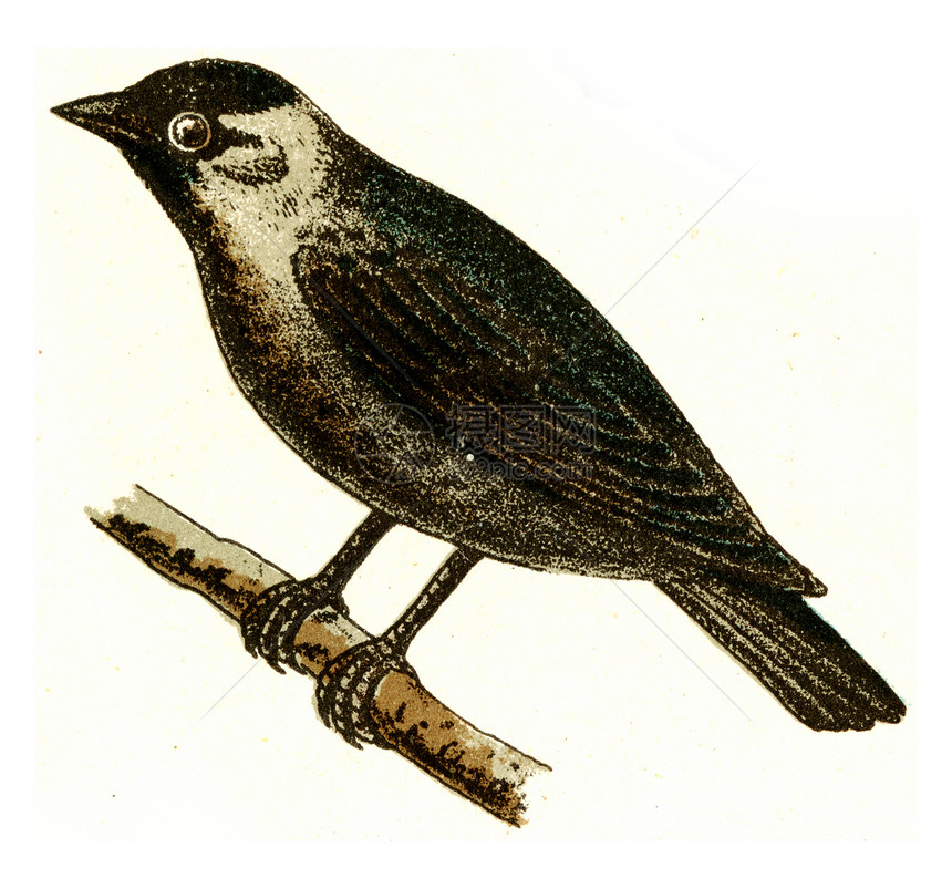 Jackdaw古代雕刻的插图来自欧洲德乌茨鸟类集图片