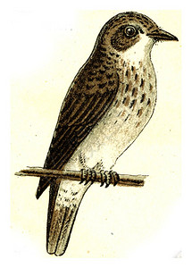 捕猎者欧洲德乌奇鸟类集古老的雕刻插图高清图片