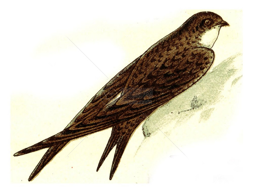 常见的古老刻画插图摘自欧洲德乌奇鸟类集图片
