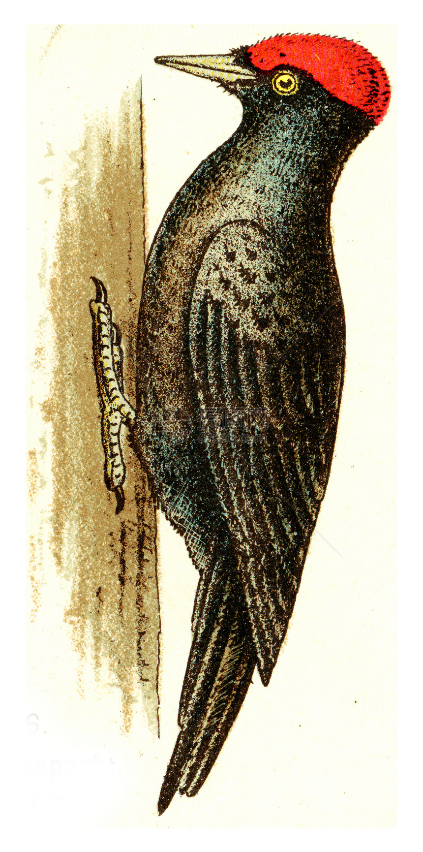 黑木鸟老式刻画图解欧洲德乌茨鸟类集图片