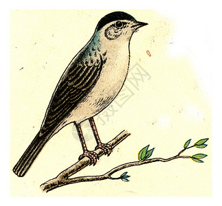 黑小板古代刻画图解摘自欧洲德乌奇鸟类集高清图片