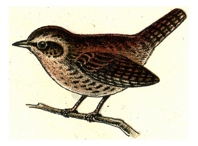 欧洲德乌茨鸟类集欧洲德乌茨鸟古老的雕刻插图高清图片