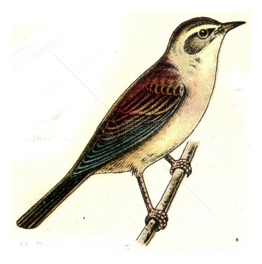 ReedWarbler欧洲德乌茨鸟类集重写插图片