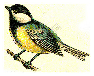 Tit古代刻画插图摘自欧洲德乌茨鸟类集图片