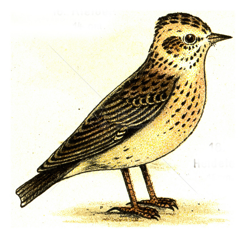 Woodlark古代雕刻图解摘自欧洲德乌茨鸟类集图片