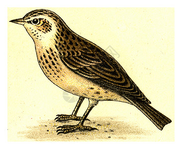 乌玛拉斯Skylark古代刻画插图摘自欧洲德乌奇鸟类集背景