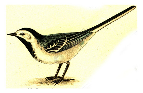 Wagtail古代刻字插图摘自欧洲德乌茨鸟类集高清图片