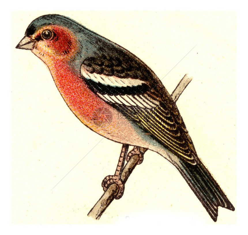 查芬奇欧洲德乌鸟类集刻有古老的插图图片