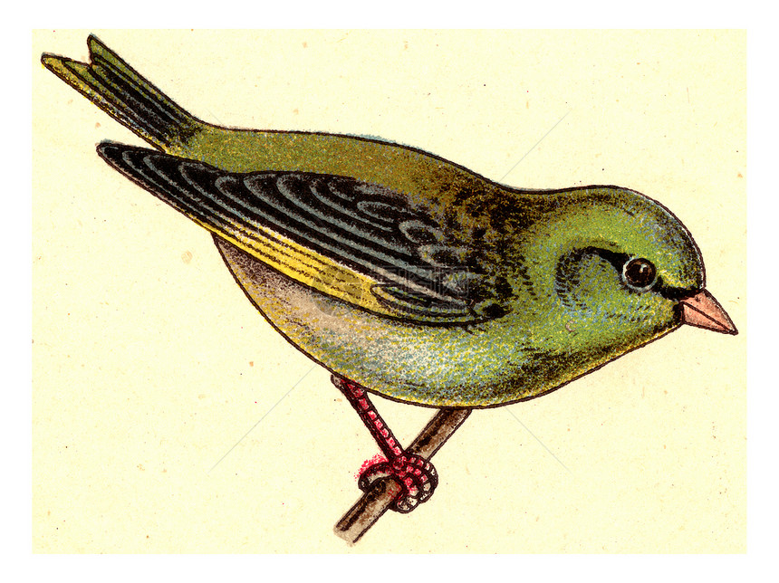 Greenfinch古代刻画插图摘自欧洲德乌茨鸟类集图片