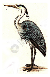 Heron古代雕刻的插图来自欧洲德乌茨鸟类集图片