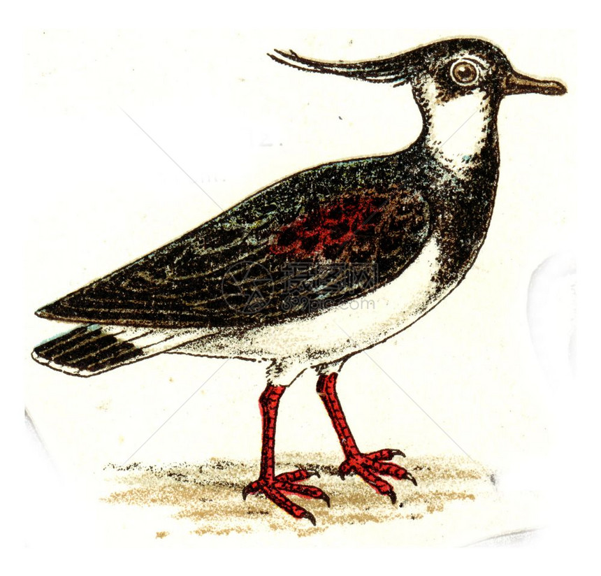 欧洲德乌茨鸟类集欧洲德乌茨鸟类图集图片