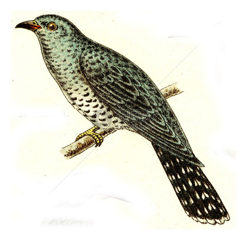 Cuckoo古老的雕刻插图来自欧洲的德乌奇鸟类集图片