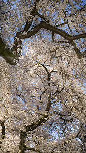 春樱桃树开花将明白变成粉红色图片