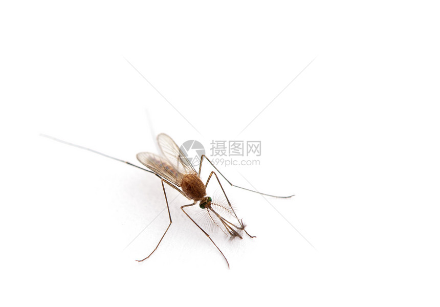 蚊子的宏孤立在白色上图片
